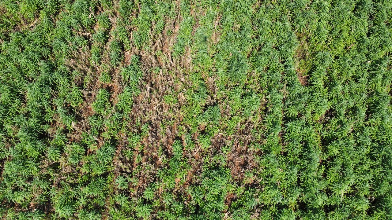 Captura aérea real de vegetação, palhada e solo utilizada nesta inferência