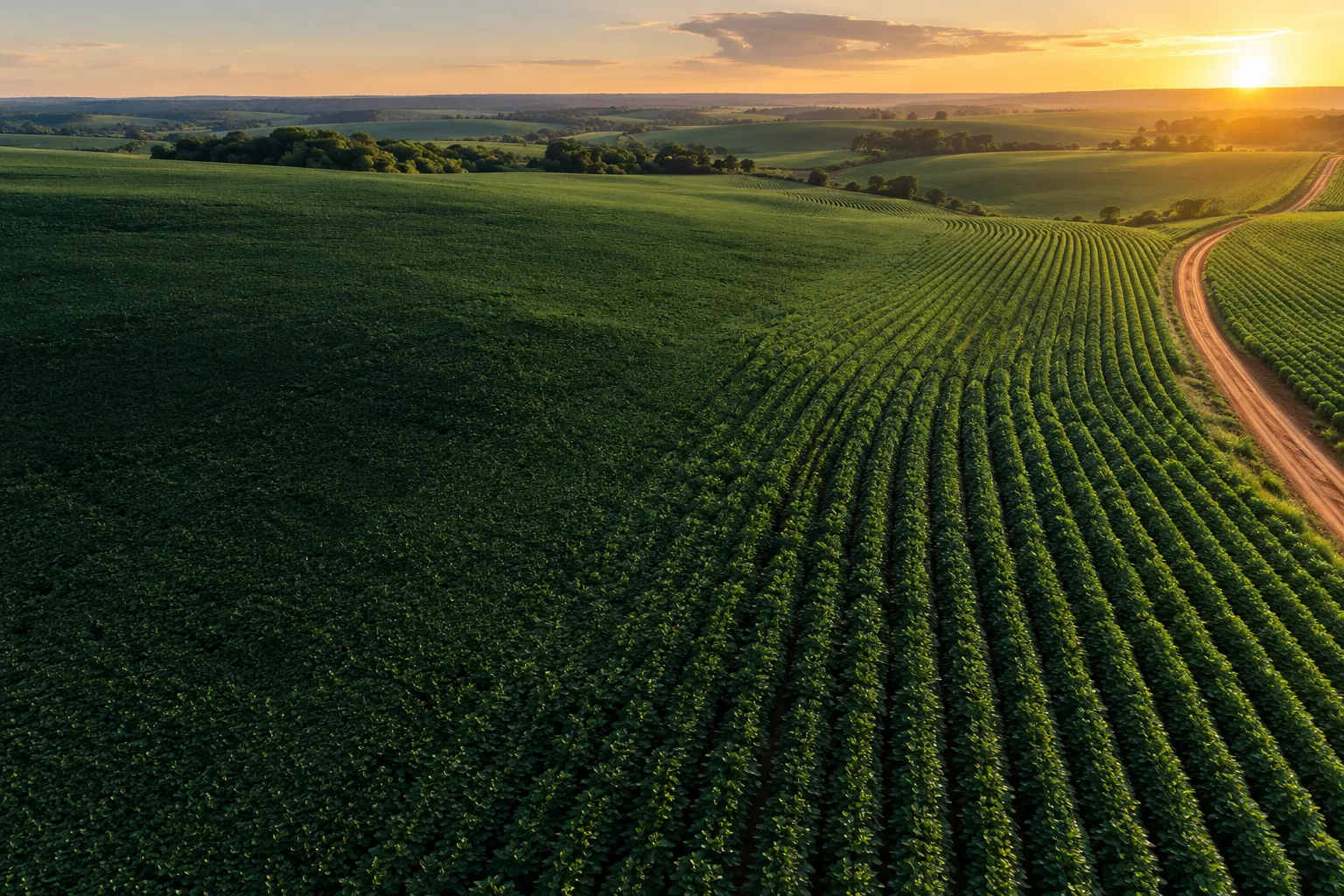 Paisagem ilustrativa de uma lavoura vista de cima, com linhas de plantio e luz de fim de tarde
